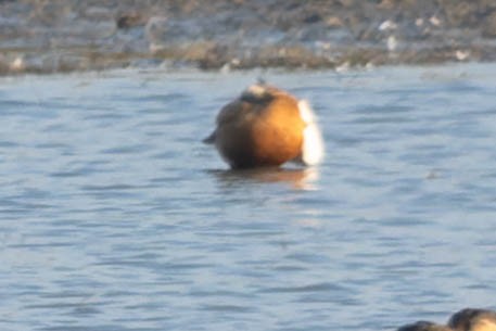 Ruddy Shelduck - ML619913367