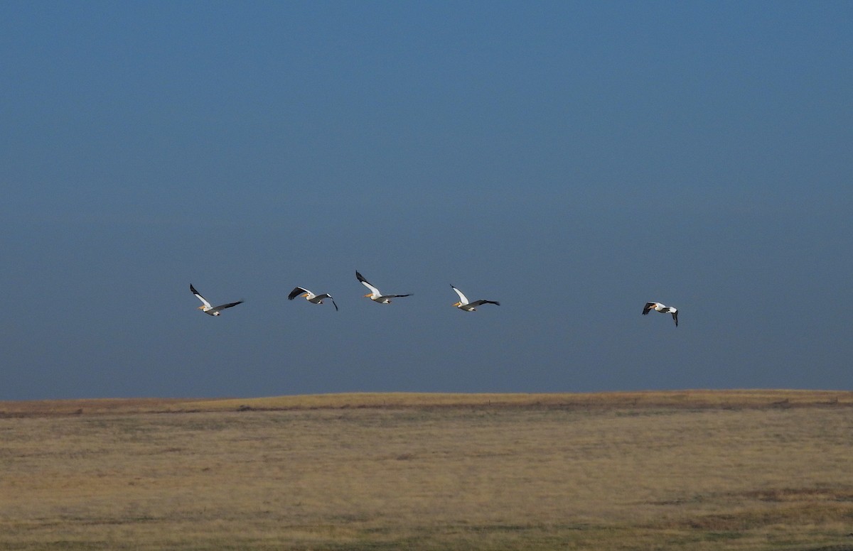 American White Pelican - Ted Floyd