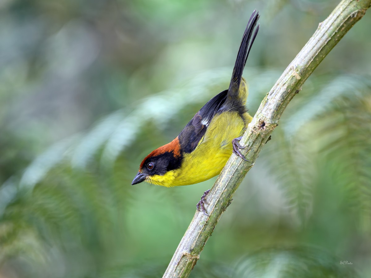 Yellow-breasted Brushfinch - Shailesh Pinto