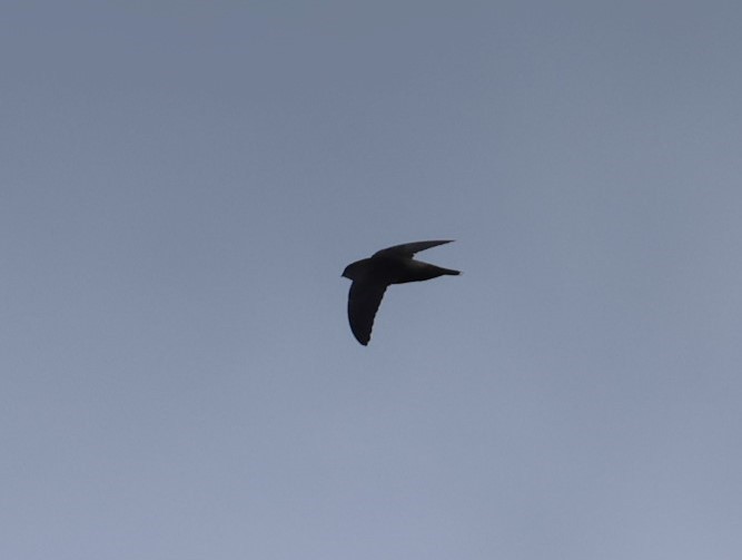 Lesser Antillean Swift - ML619913380