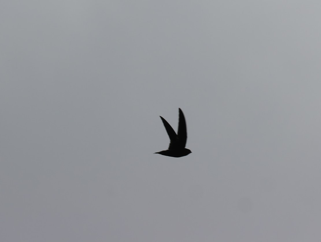 Lesser Antillean Swift - ML619913386