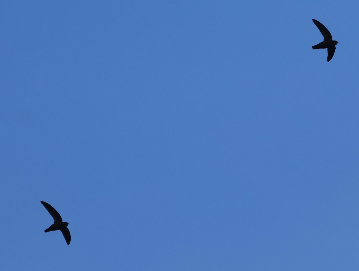 Lesser Antillean Swift - ML619913387