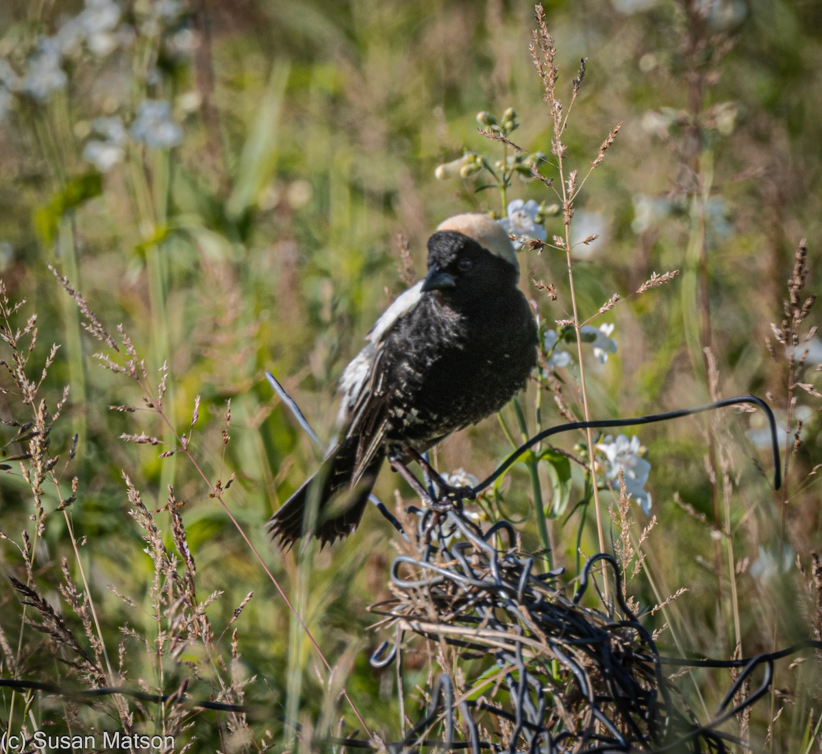 Bobolink - ML619913392