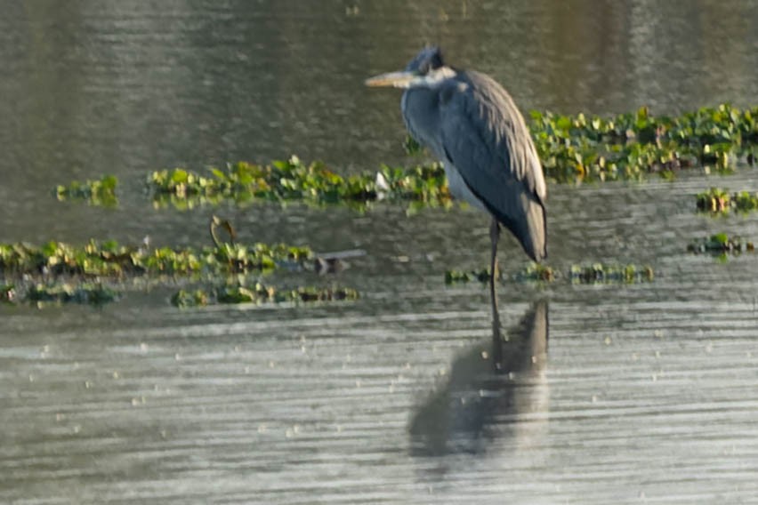 Gray Heron - ML619913394