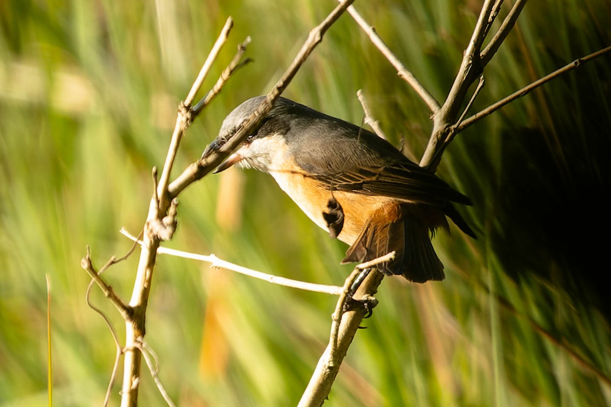 Gray-backed Shrike - Zebedee Muller