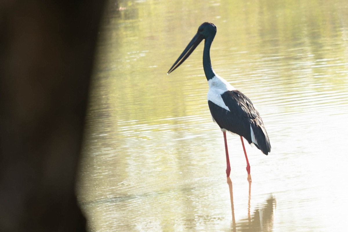 Black-necked Stork - ML619913410