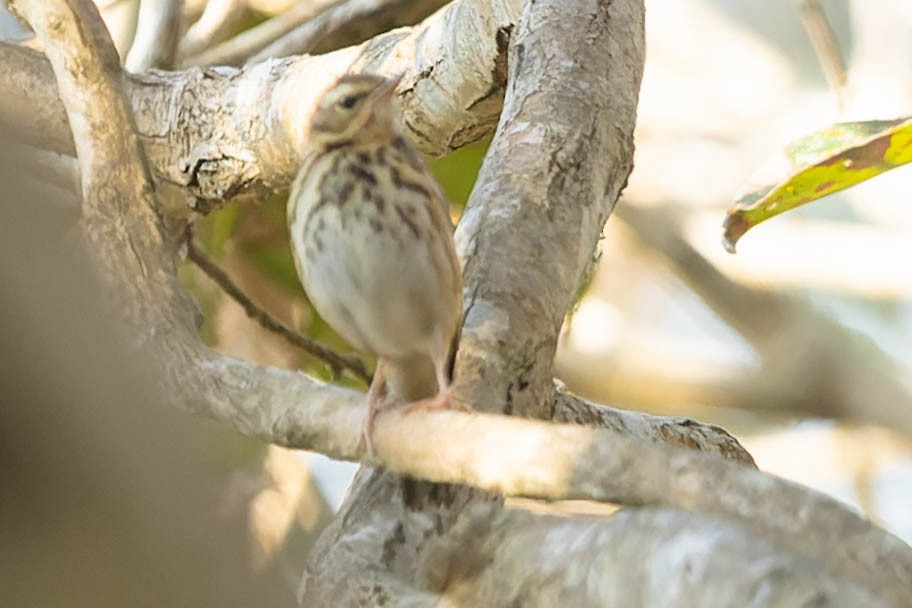 Olive-backed Pipit - ML619913414