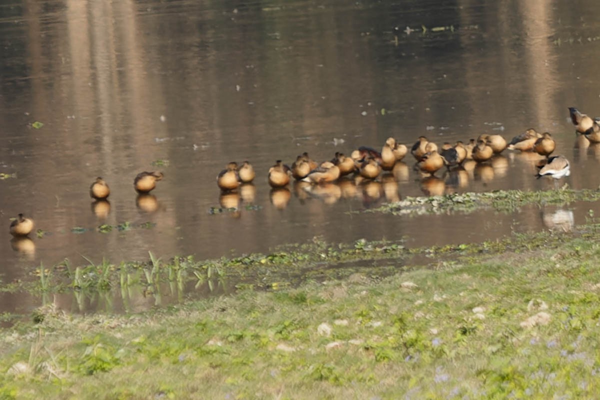 Lesser Whistling-Duck - ML619913419