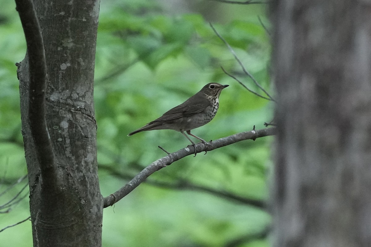 Swainson's Thrush - ML619913424