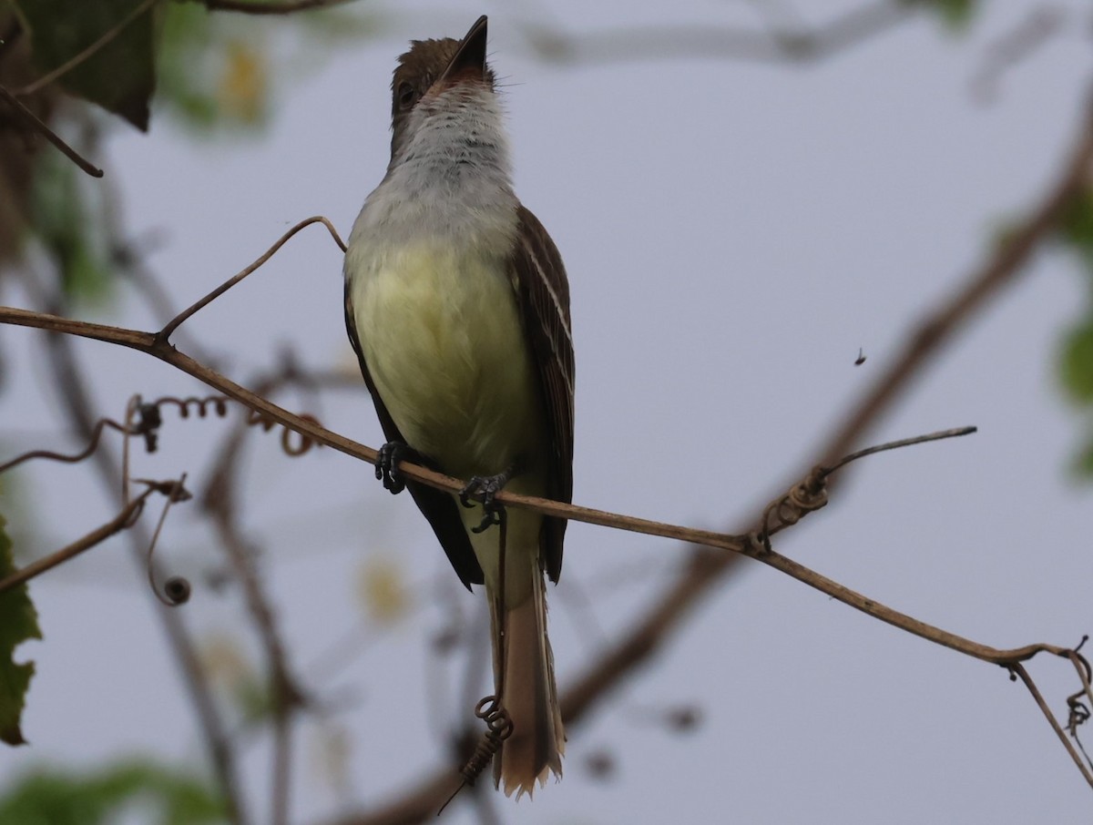 Grenada Flycatcher - ML619913431