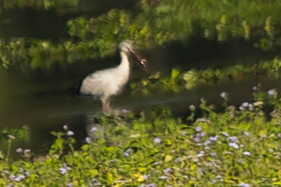 Asian Openbill - ML619913432