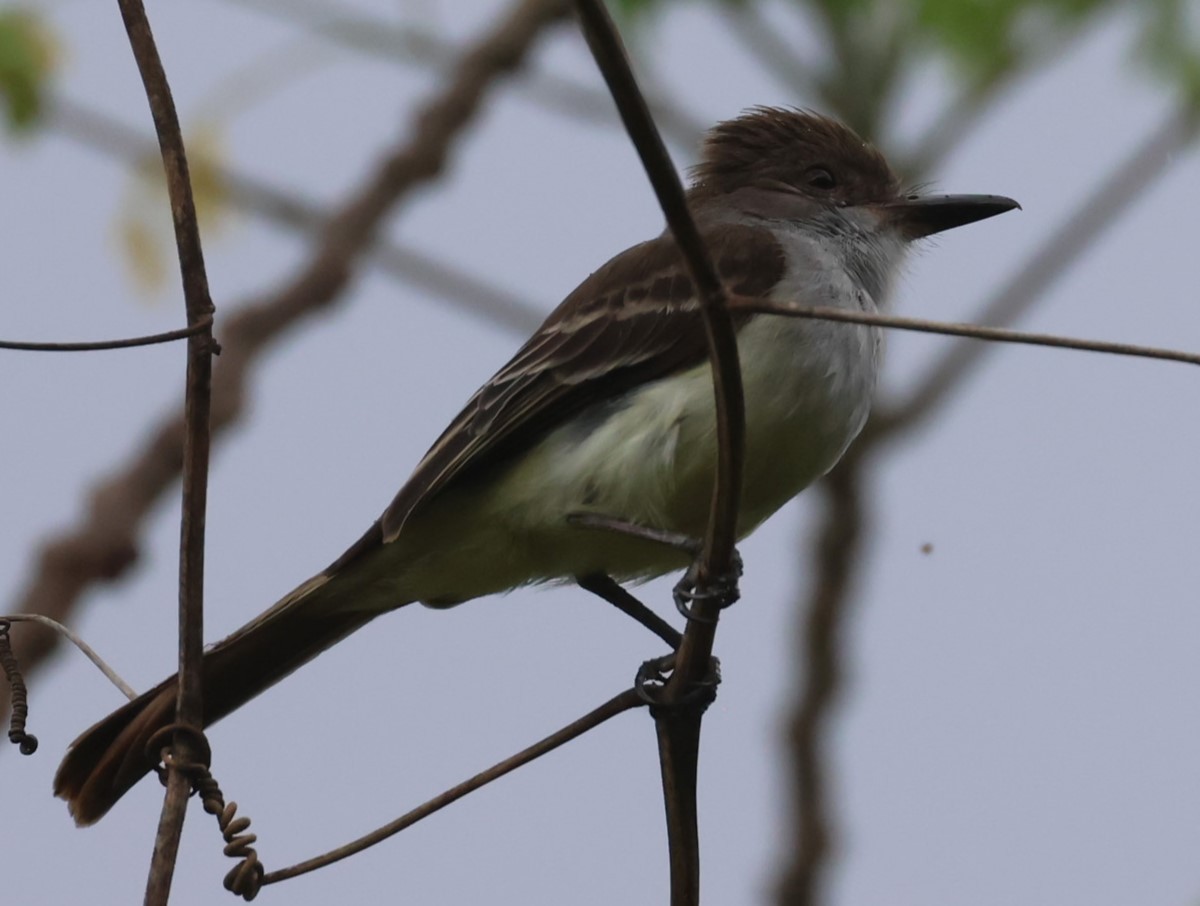 Grenada Flycatcher - ML619913433