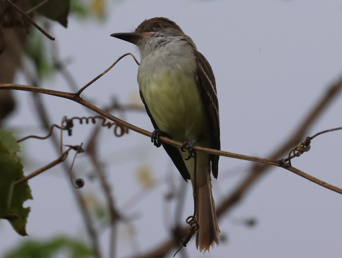 Grenada Flycatcher - ML619913434