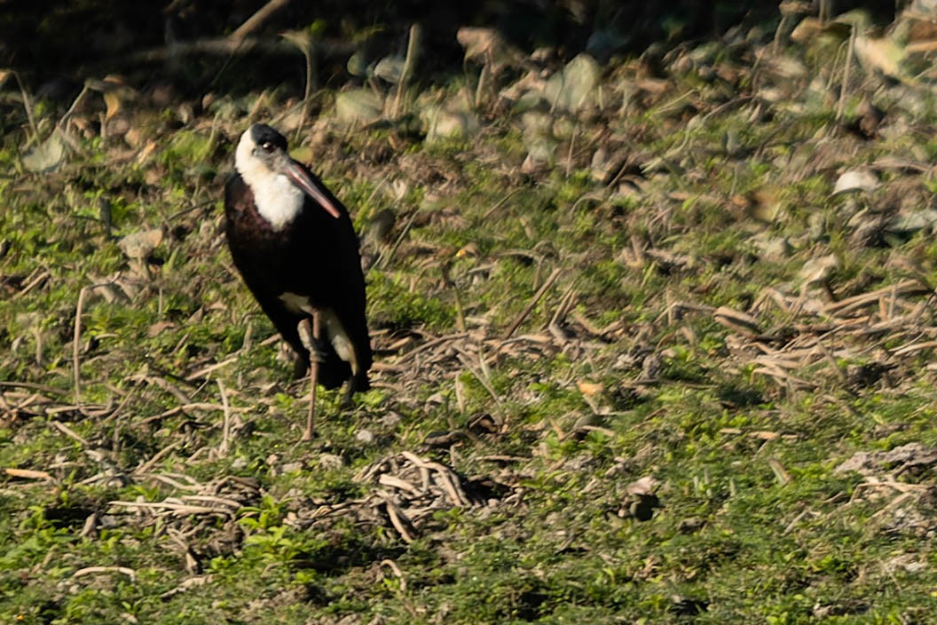 Asian Woolly-necked Stork - ML619913436