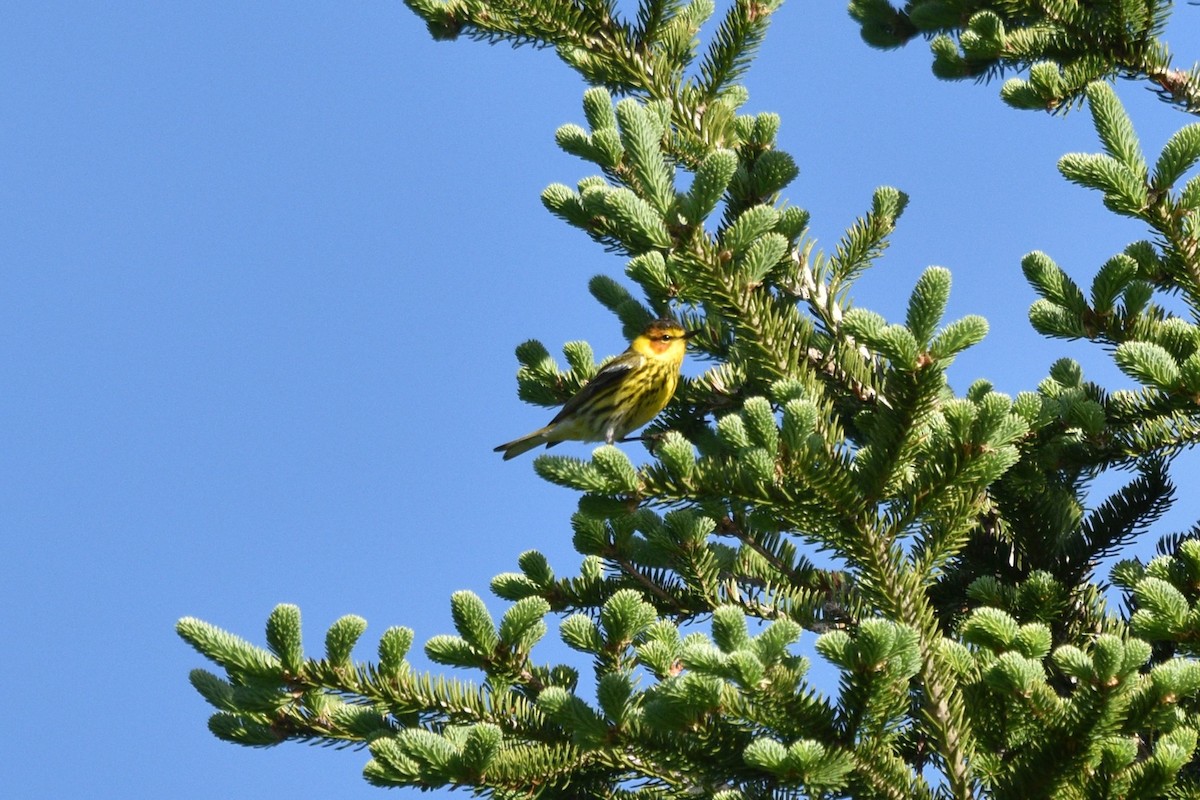 Cape May Warbler - ML619913450