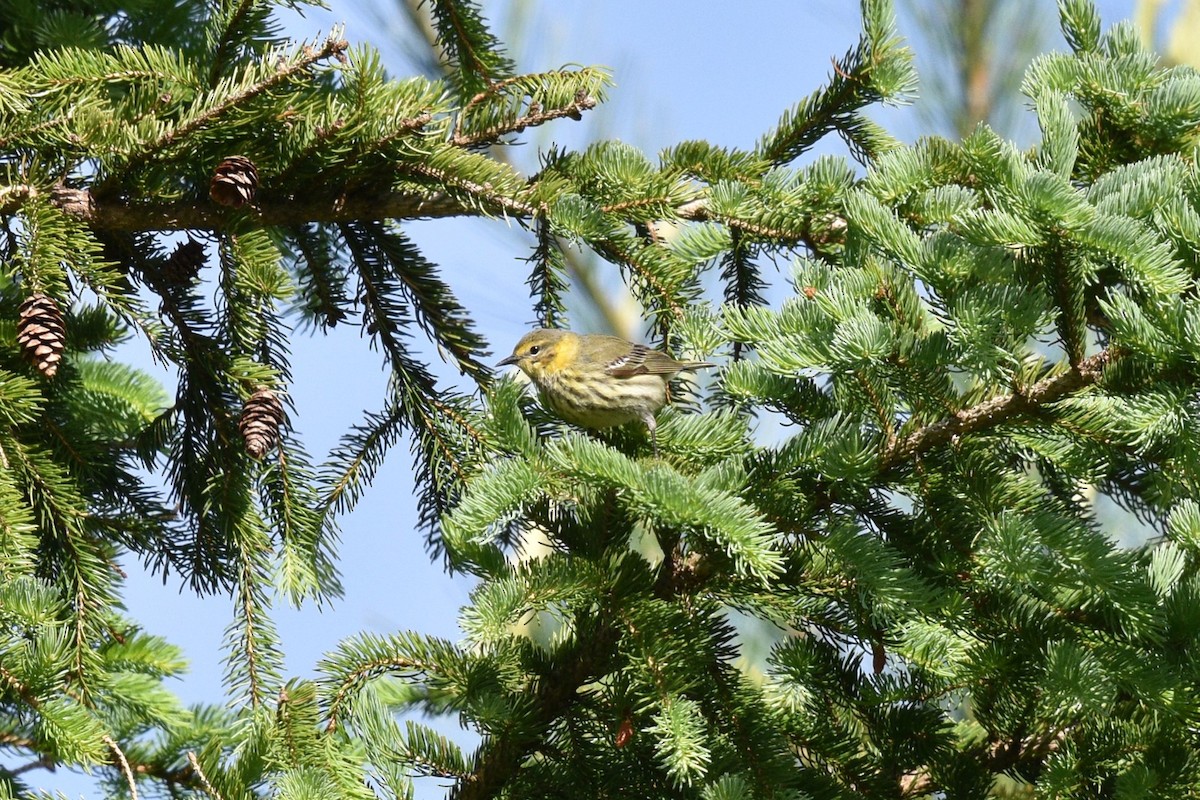 Cape May Warbler - ML619913453
