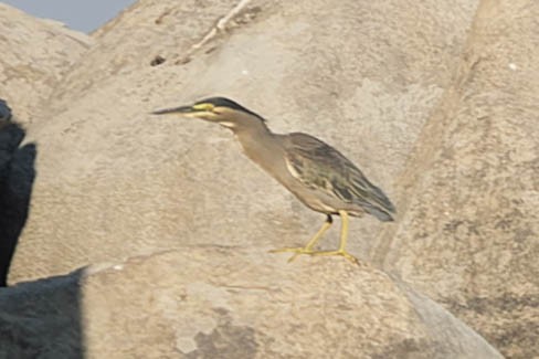 Striated Heron - ML619913455