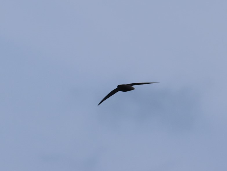 Short-tailed Swift - ML619913468