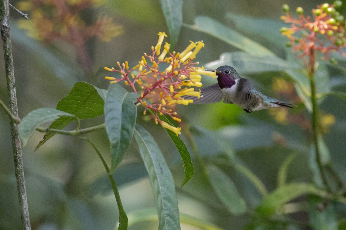 Broad-tailed Hummingbird - ML619913480