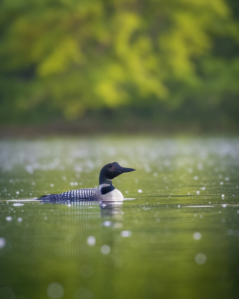 Common Loon - ML619913482