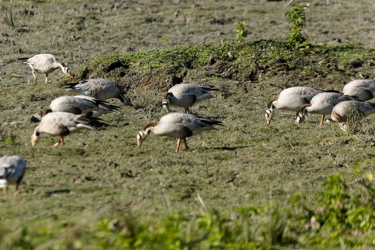 Bar-headed Goose - ML619913493