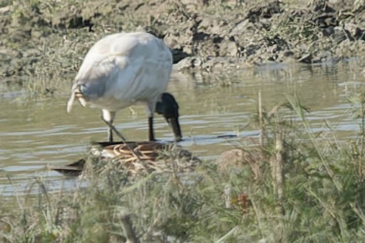 Black-headed Ibis - ML619913497