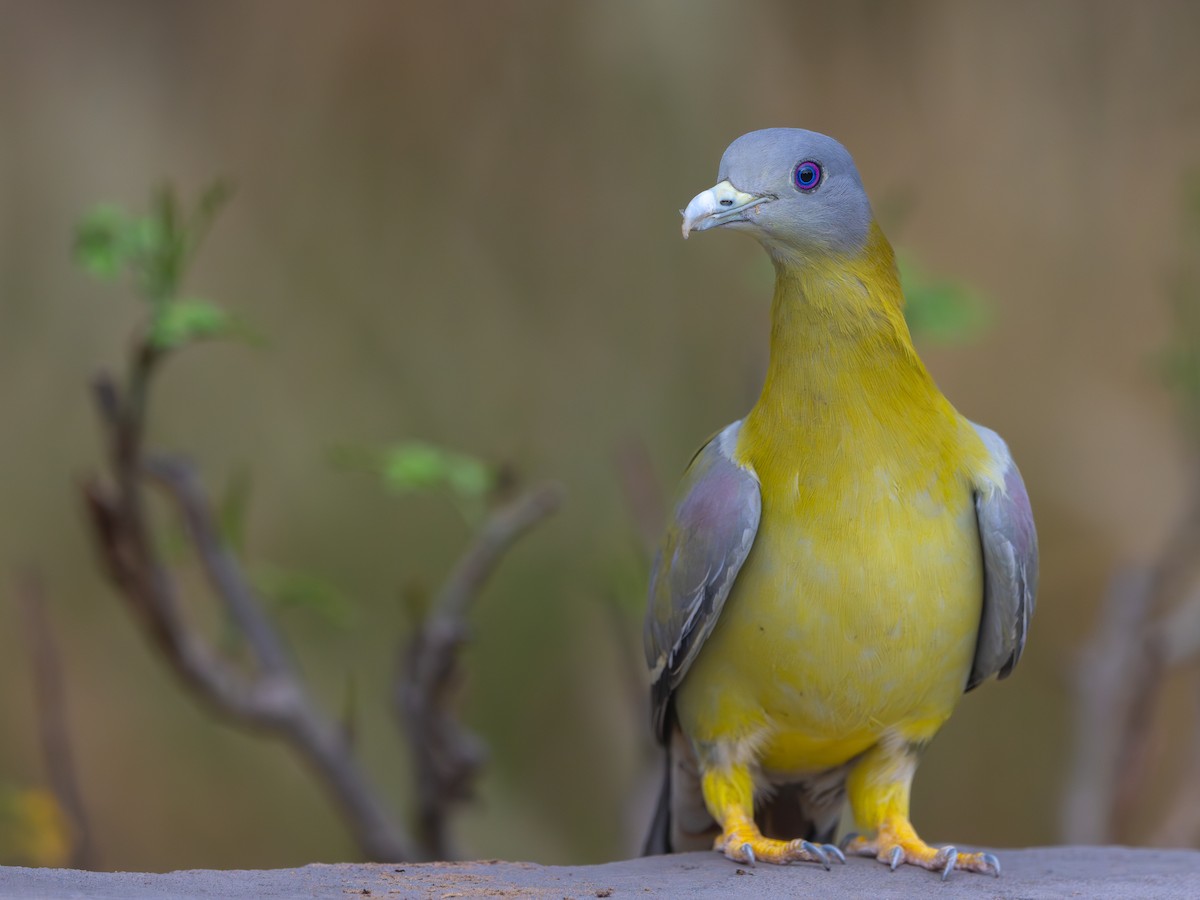 Yellow-footed Green-Pigeon - ML619913501