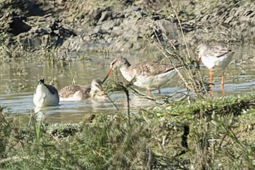 Spotted Redshank - ML619913502