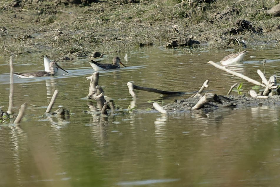 Spotted Redshank - ML619913503