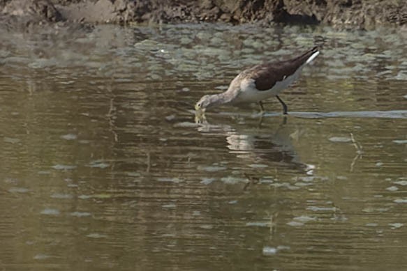 Common Greenshank - ML619913519