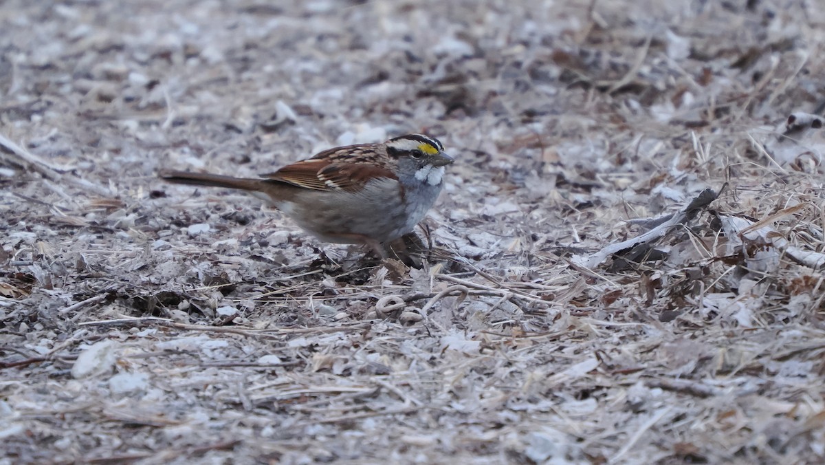 White-throated Sparrow - ML619913542