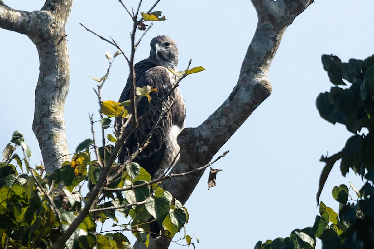 Gray-headed Fish-Eagle - ML619913550