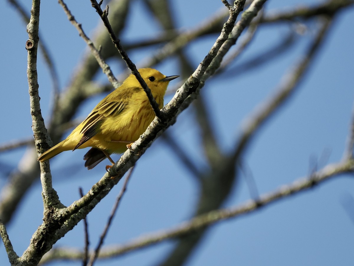 Yellow Warbler - ML619913552