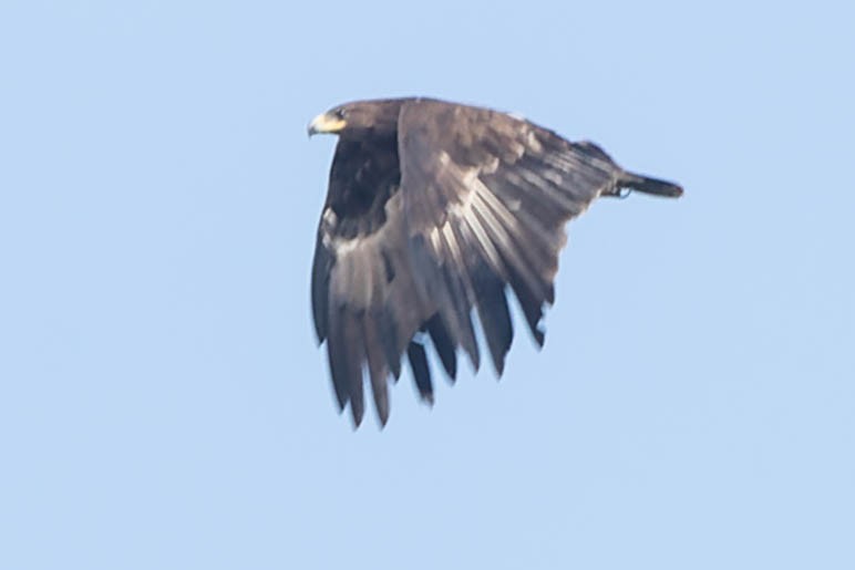 Gray-headed Fish-Eagle - ML619913556