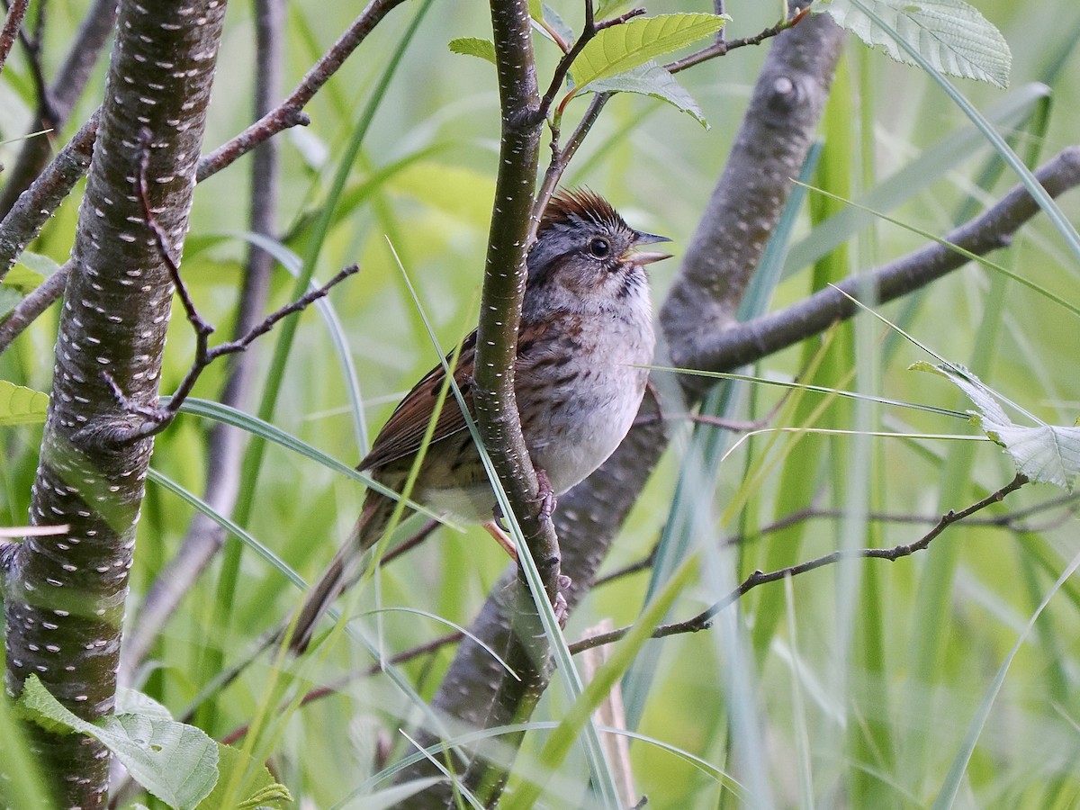 Swamp Sparrow - ML619913560