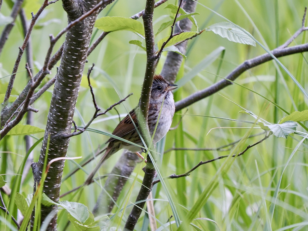 Swamp Sparrow - ML619913562