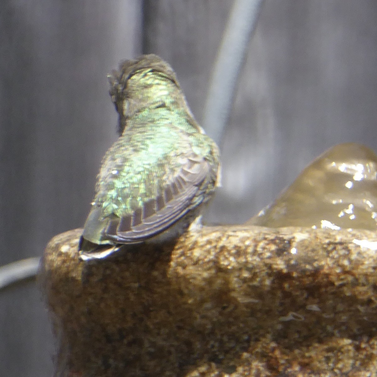Anna's Hummingbird - ML619913565