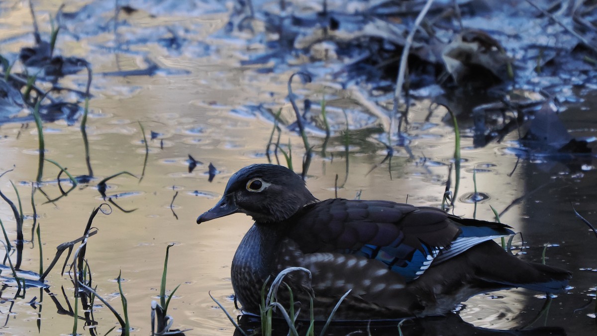 Wood Duck - ML619913569