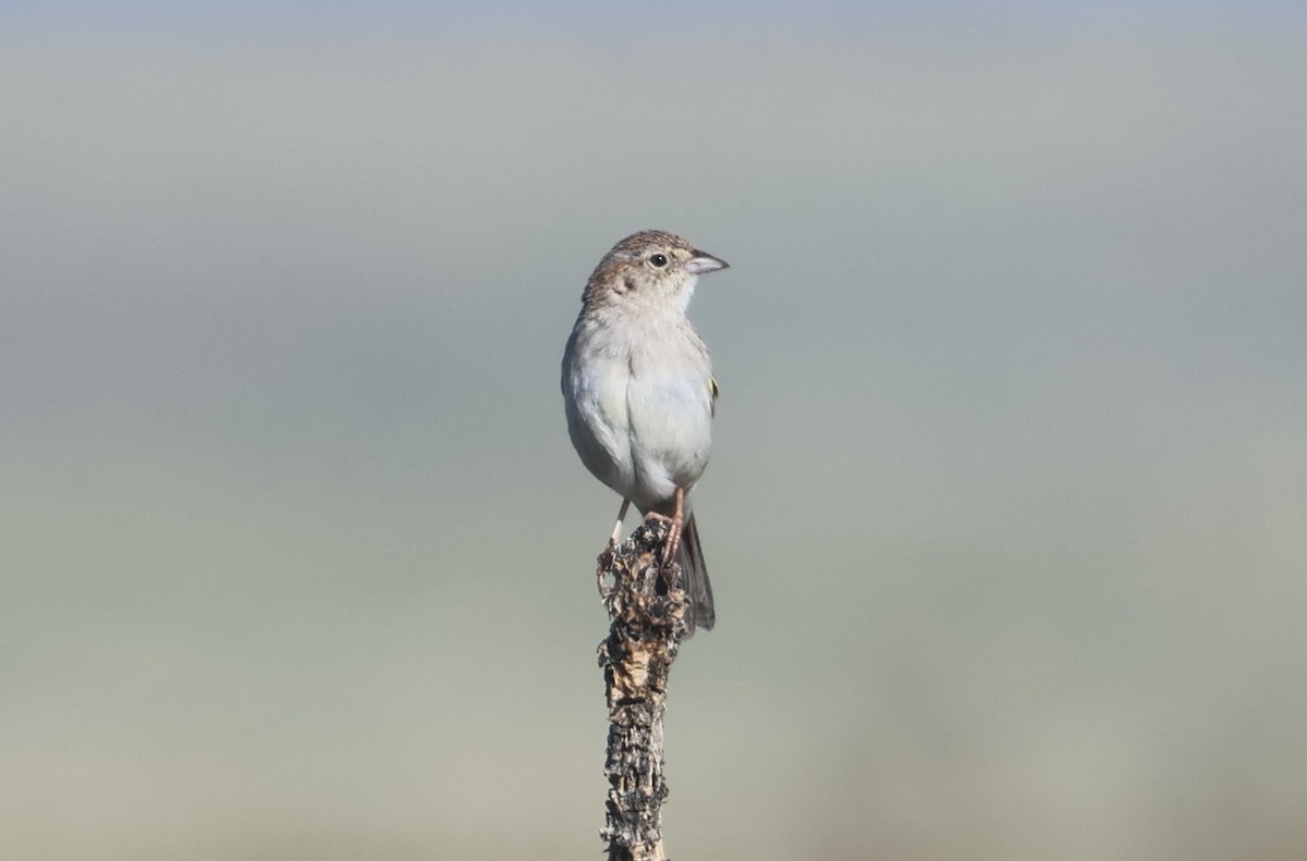 Cassin's Sparrow - ML619913579