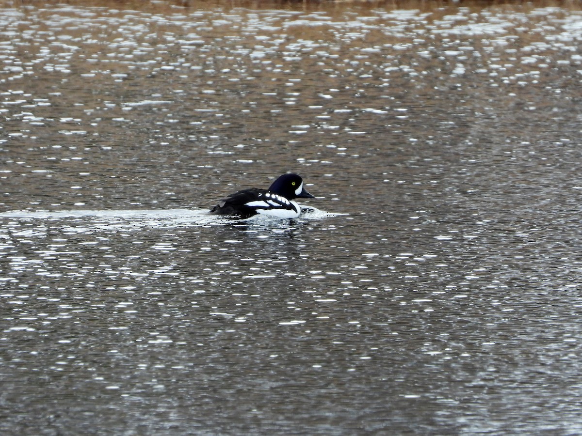 Barrow's Goldeneye - ML619913580