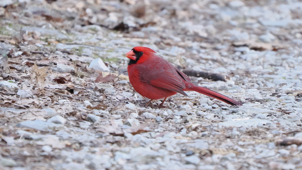 Красный кардинал - ML619913581