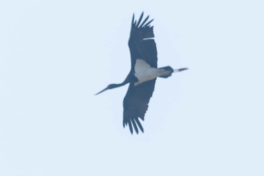 Black Stork - ML619913585