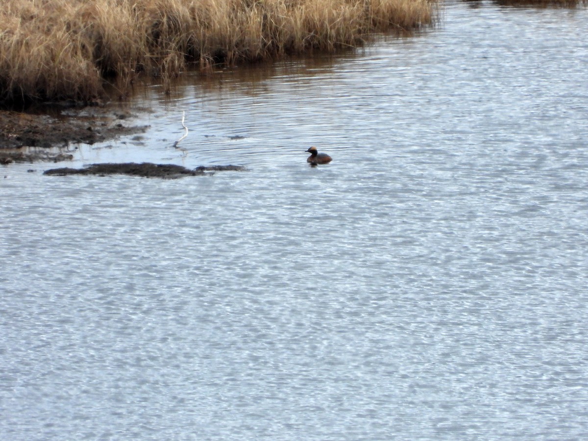 Horned Grebe - ML619913589