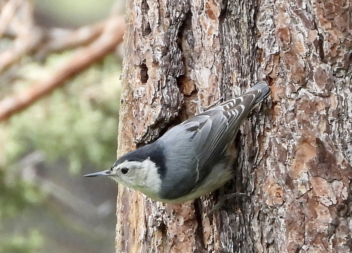White-breasted Nuthatch - ML619913606