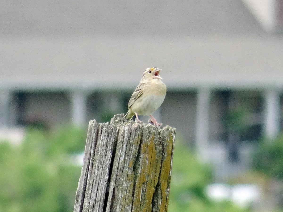 Grasshopper Sparrow - ML619913633