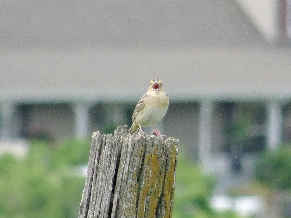 Grasshopper Sparrow - ML619913636