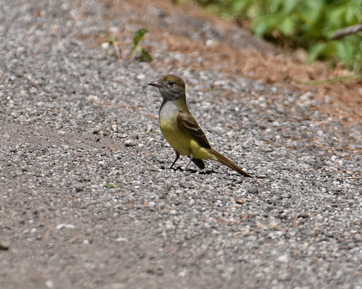 Great Crested Flycatcher - ML619913638
