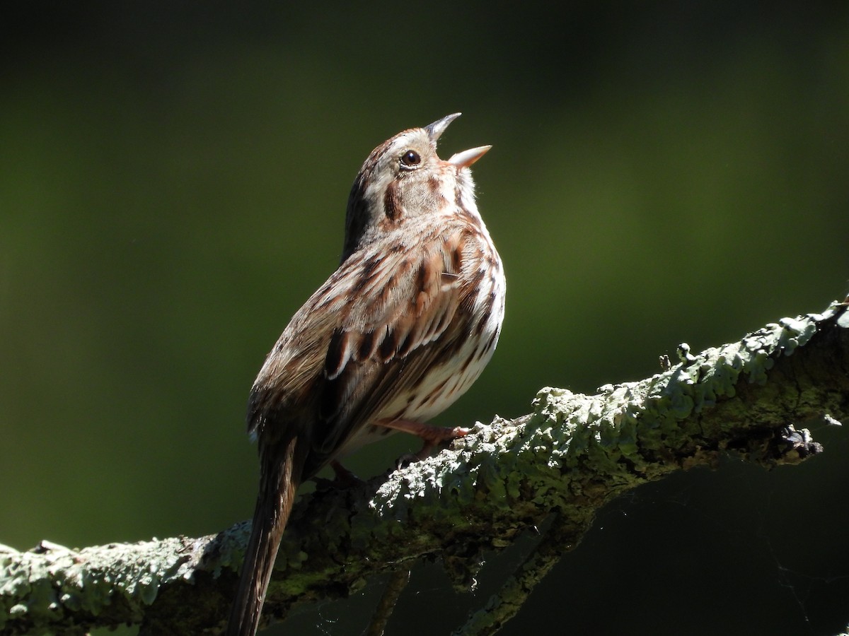 Song Sparrow - ML619913643