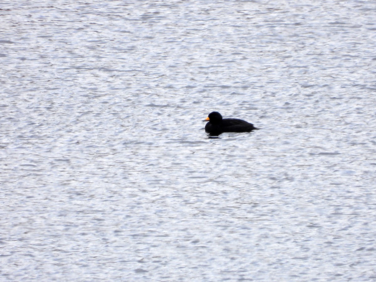 Black Scoter - ML619913646