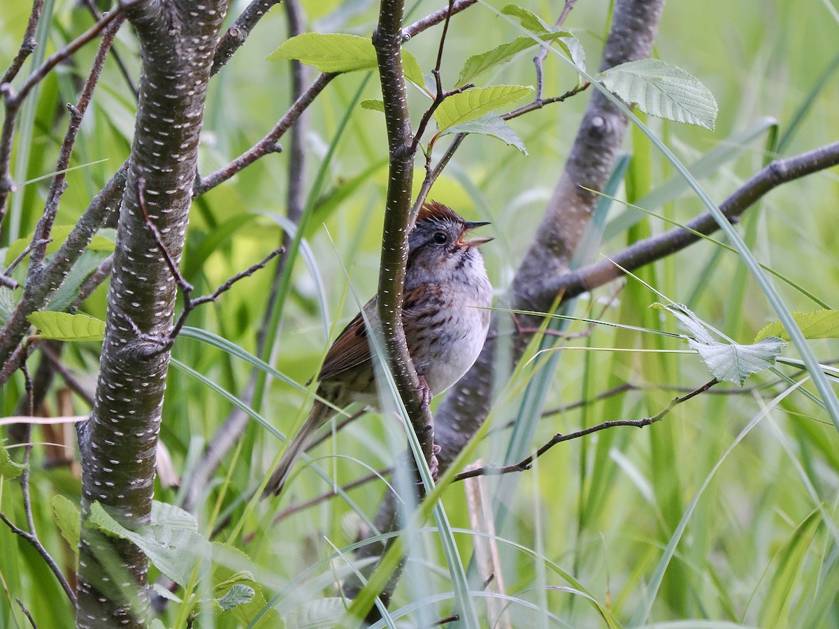 Swamp Sparrow - ML619913658